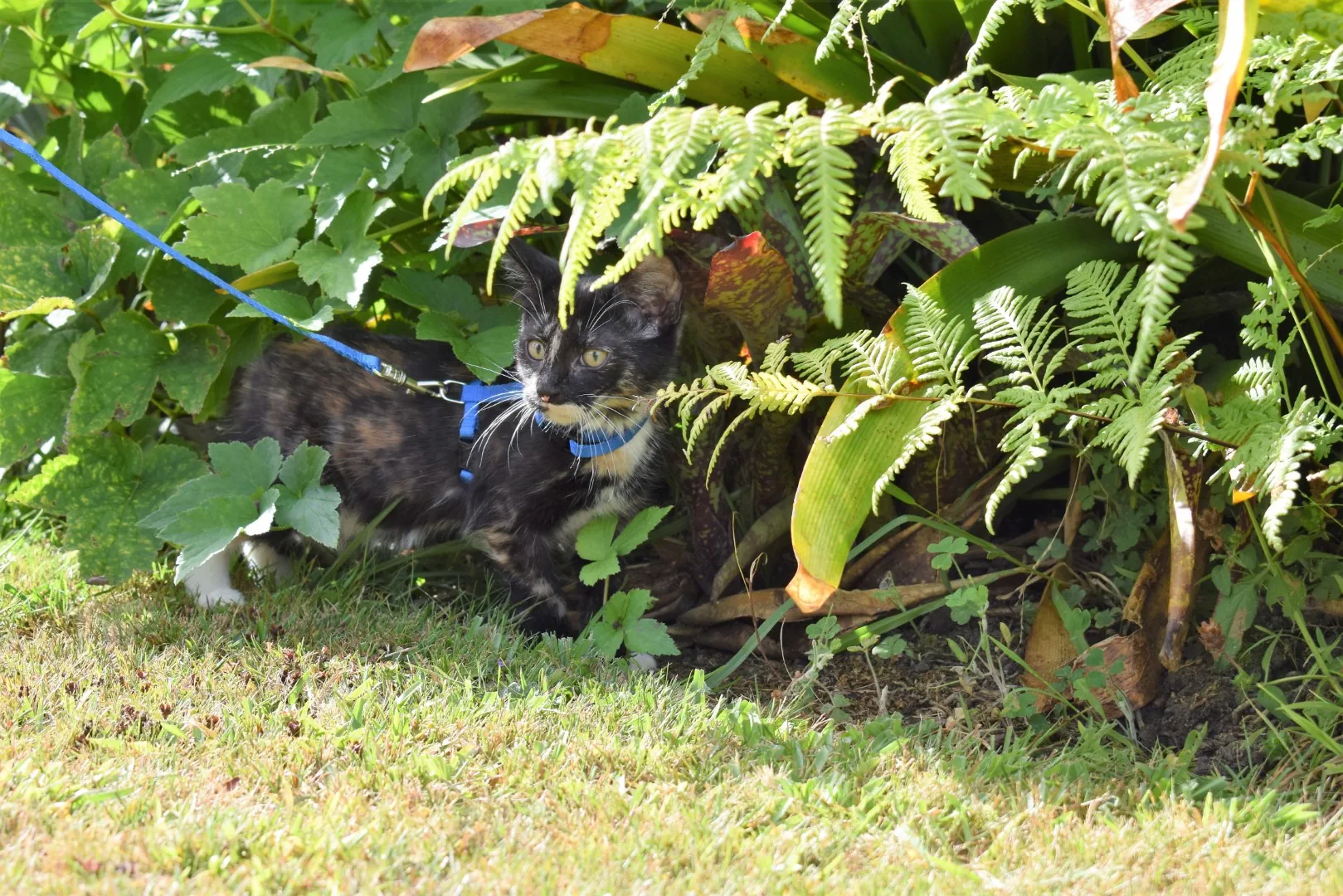 Ferne explores the garden   big girl 8 feb 2020 (3)